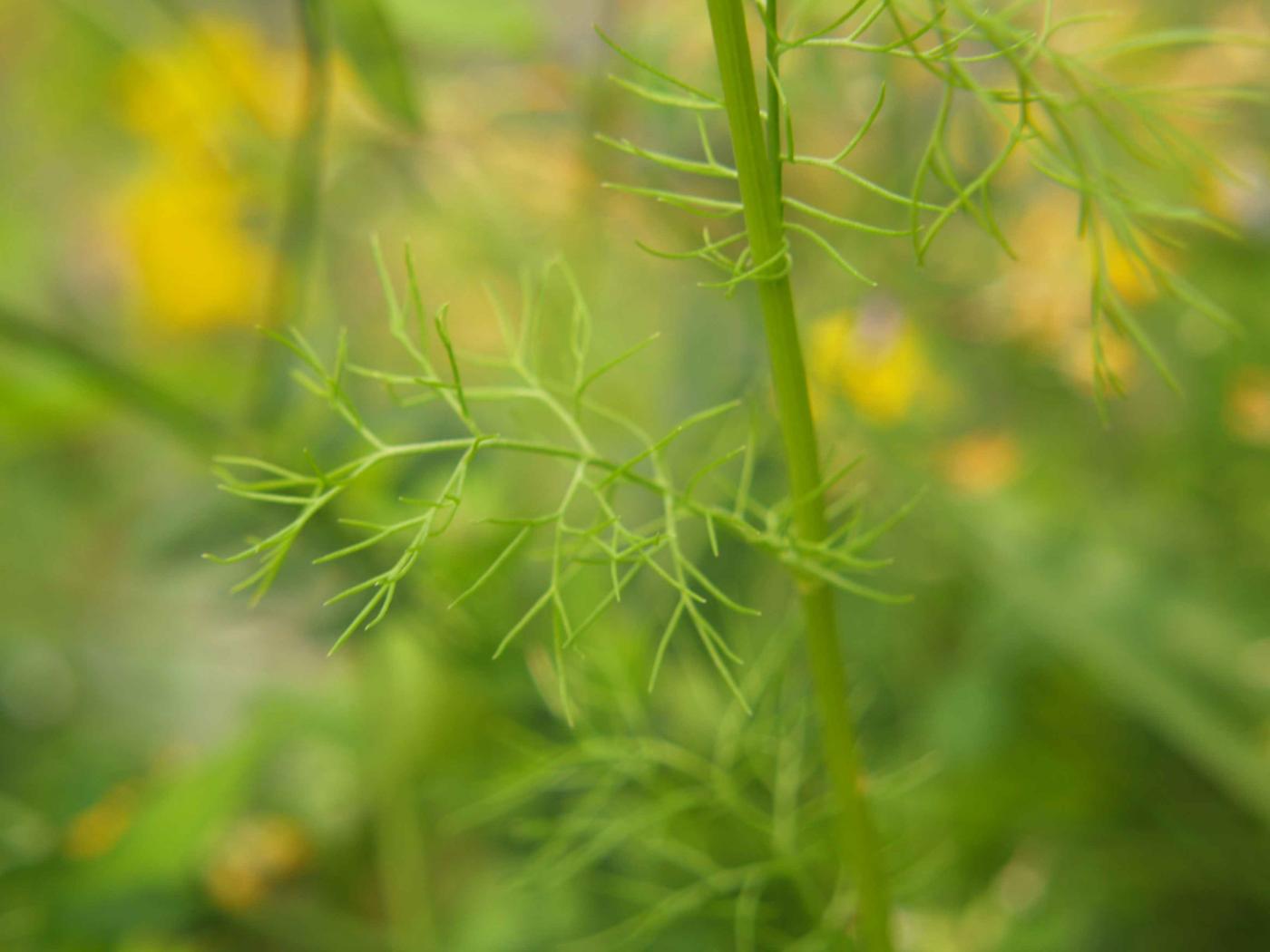 Mayweed, Scentless leaf